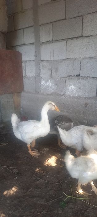 Продам Гусята Утята Тараз