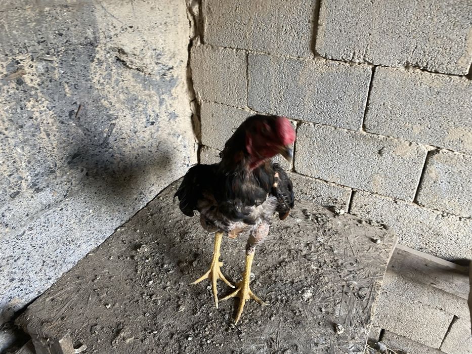 Продам дакана петушок