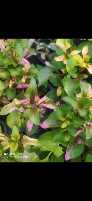 Цветы цветы цветы