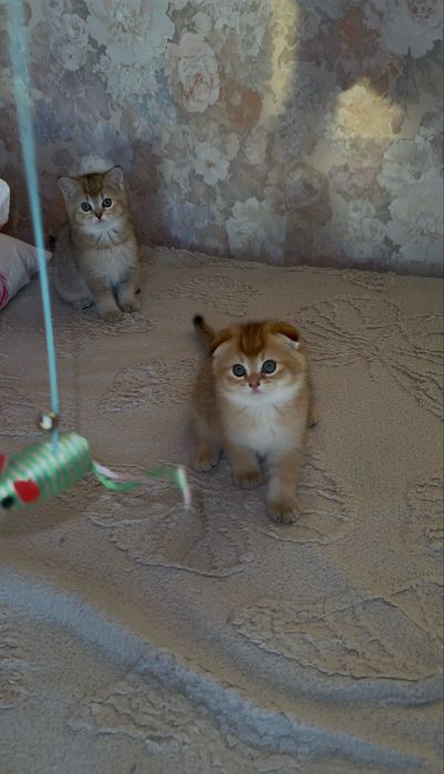 Золотые шиншиллы