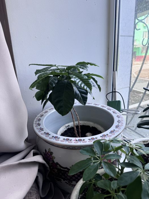 Драцена, шеффлера, бабочки два вида