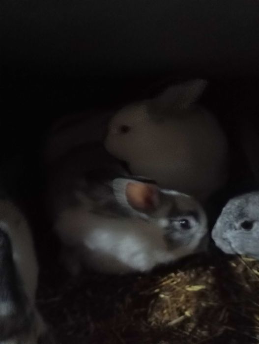 Продам кроликов!