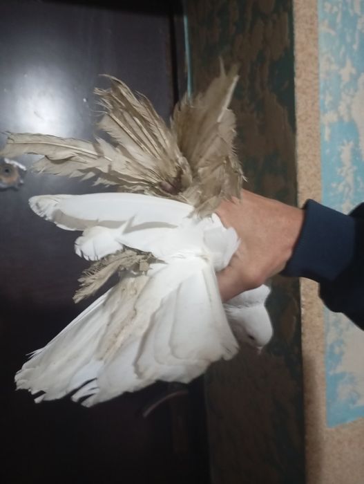 Продаются голуби