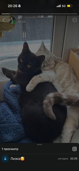 Отдам в добрые руки