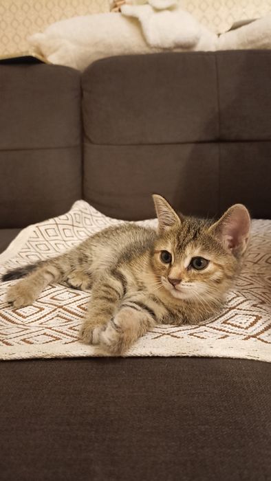 Продам котят-охотников!