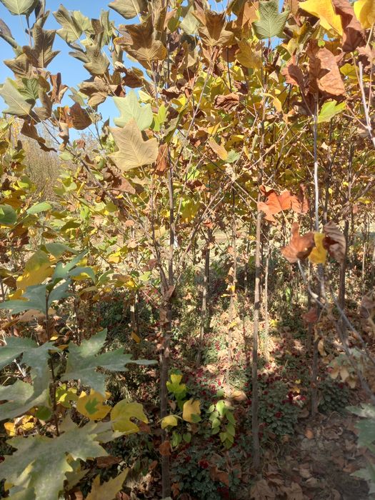 Чинор, лола дарахт, ҳар хил манзарали дарахтлар ва кўчатлар