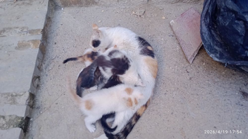 Отдам котят в добрые