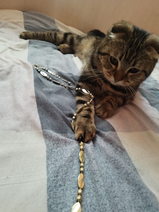 Скоттиш фолд угил