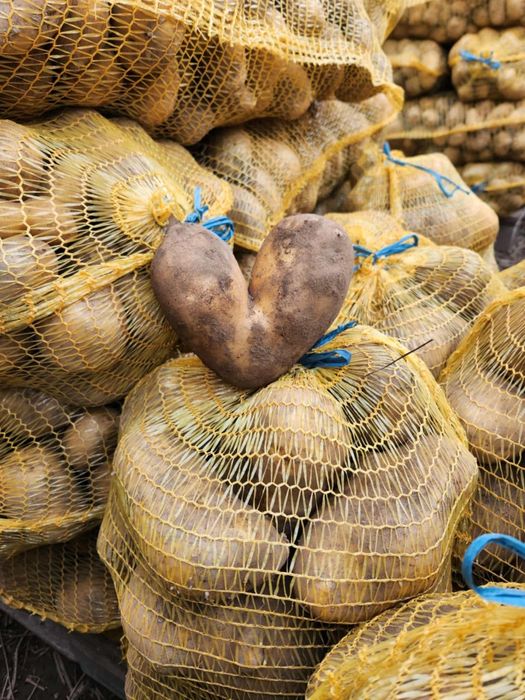 Самоковски картофи Сорая