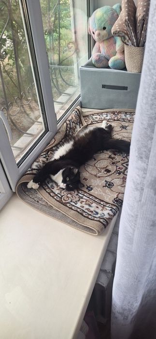 Отдам в хорошие руки кошку