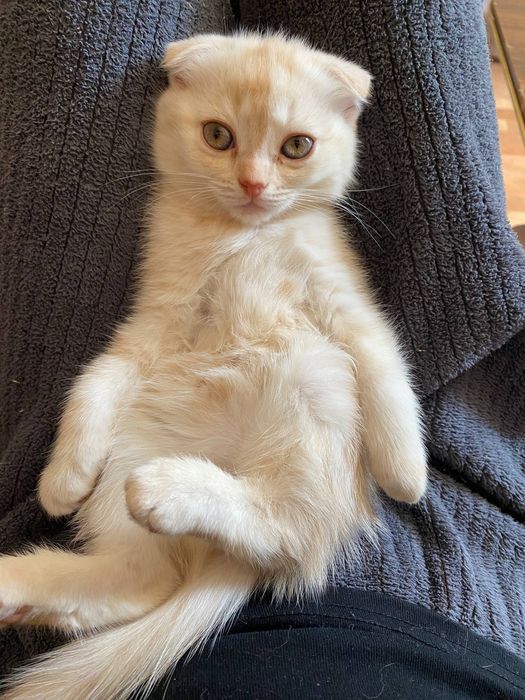 Котята шотландские вислоухие