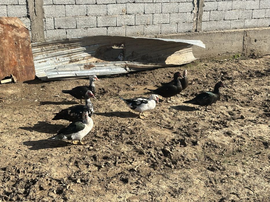 Продам Индоуток 1 самец 6 самок