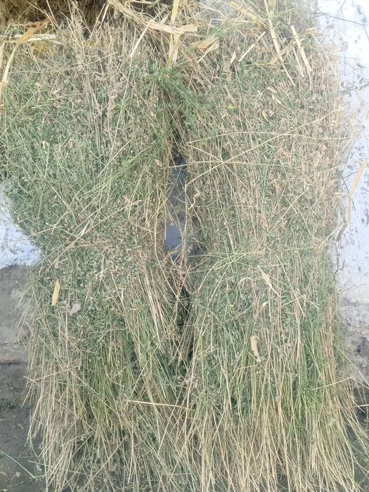 Toza quruq va sifatli beda boĝi_ sigir,quy echki va ot uchun