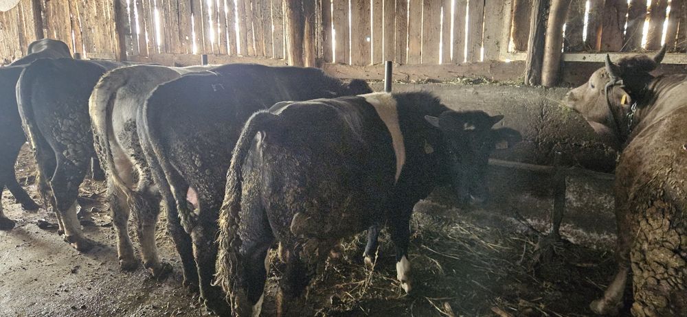 Vând 11 tauri și o vitica