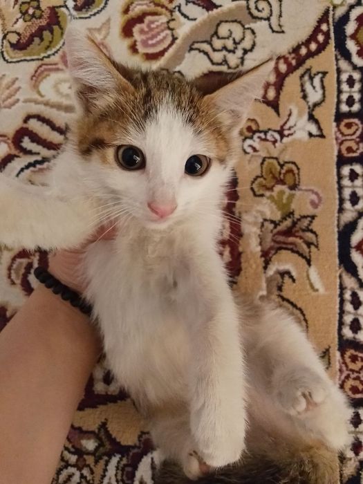 Mushuk bolasi  tekinga
