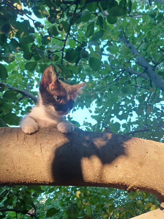 Домашние котята ^^