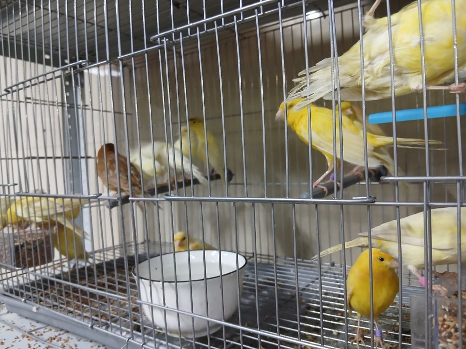 Канарейки поющие молодые