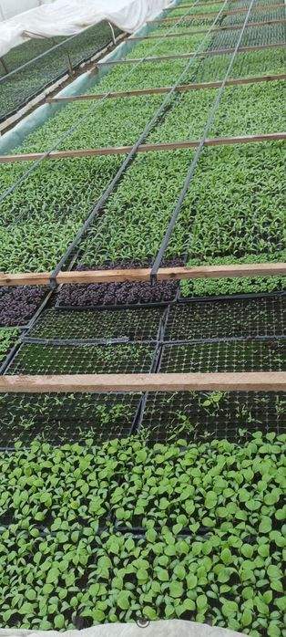 Răsaduri de vânzare