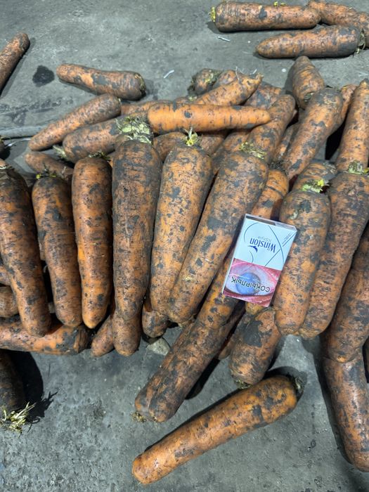 Морковь сорт Боливар