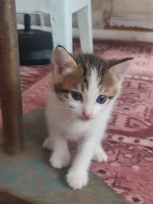 Отдам котенка в добрые руки