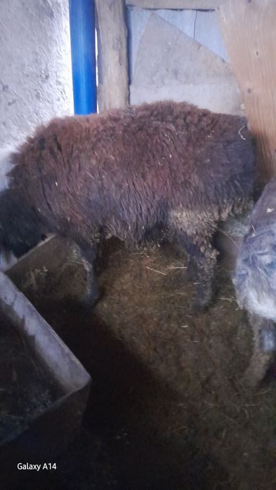 Продам Кочкаров Породистые