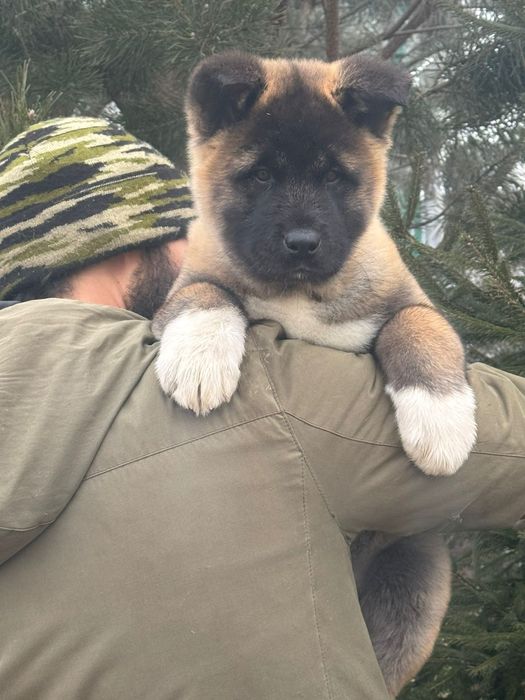 Щенки готовы к переезду