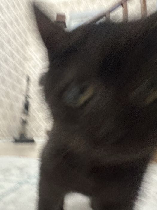 Котеноек прям в добрые руки