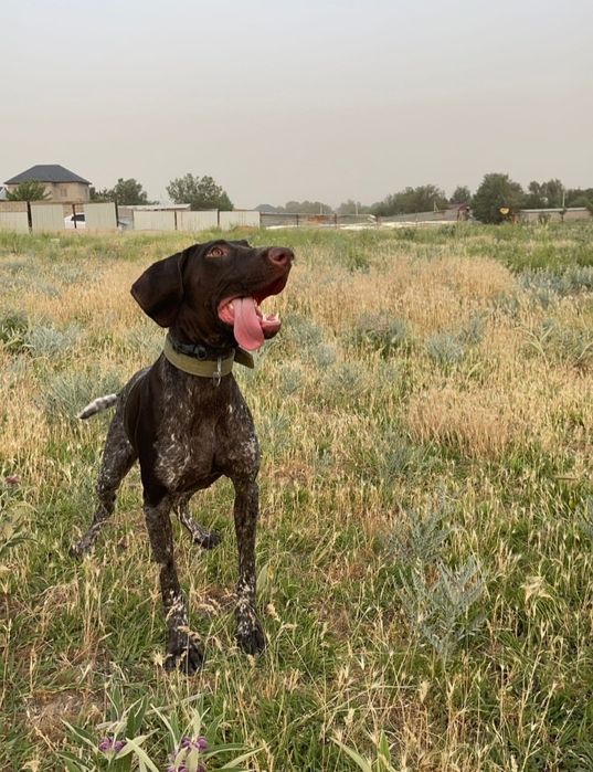 Курцхаар сатылады