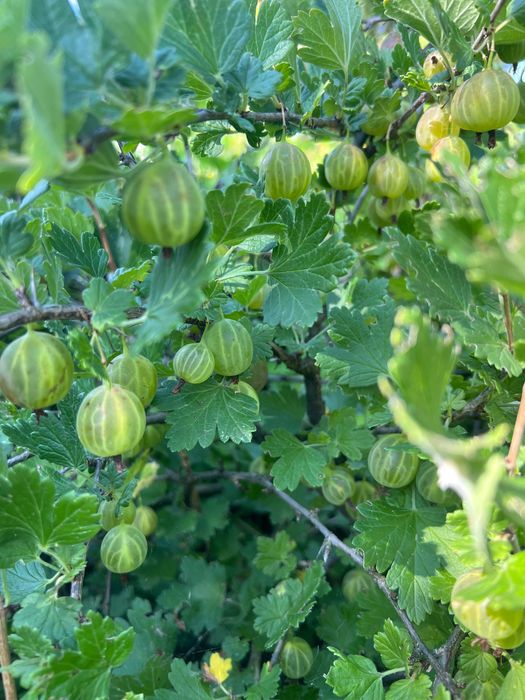 Продам крыжовник