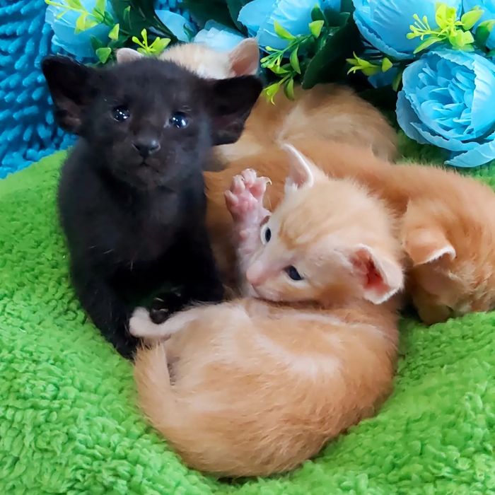 ВЫСОКОПОРОДНЫЕ! Ориентальные котята