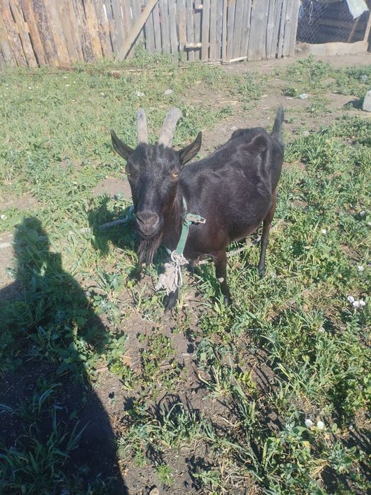 Продам двойную козу
