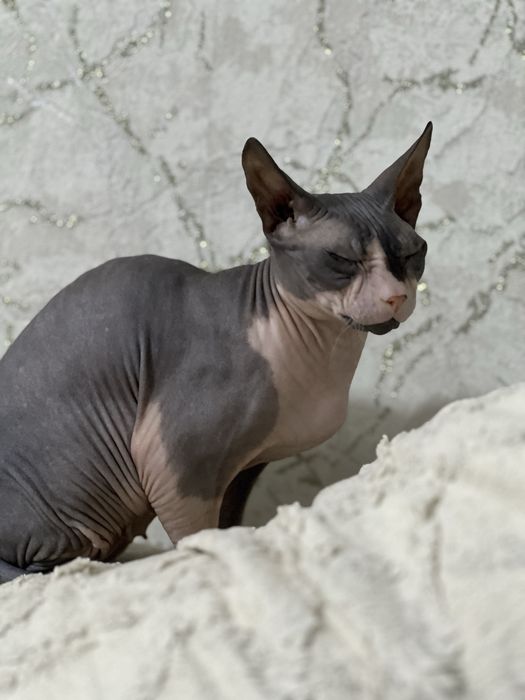 Девочка канадского сфинкса