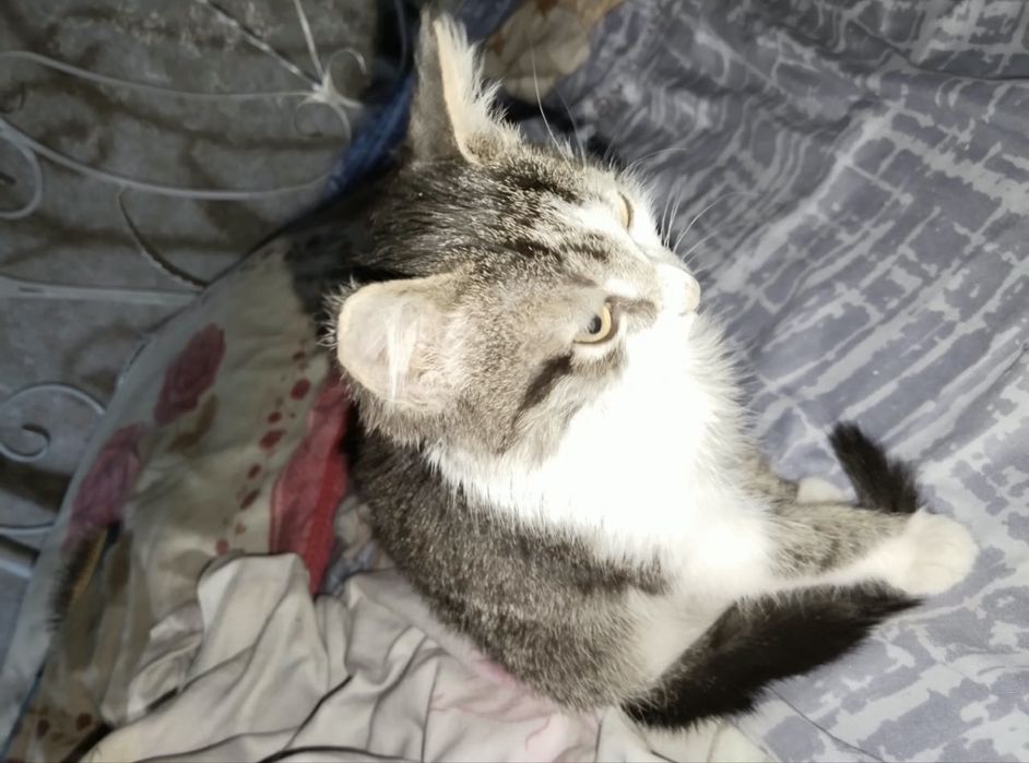 Отдам котенка в хорошие руки!