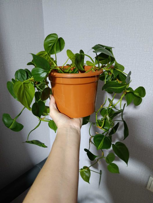 Продам комнатные цветы
