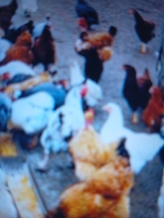 Vind puicuțe de rasă Brahman