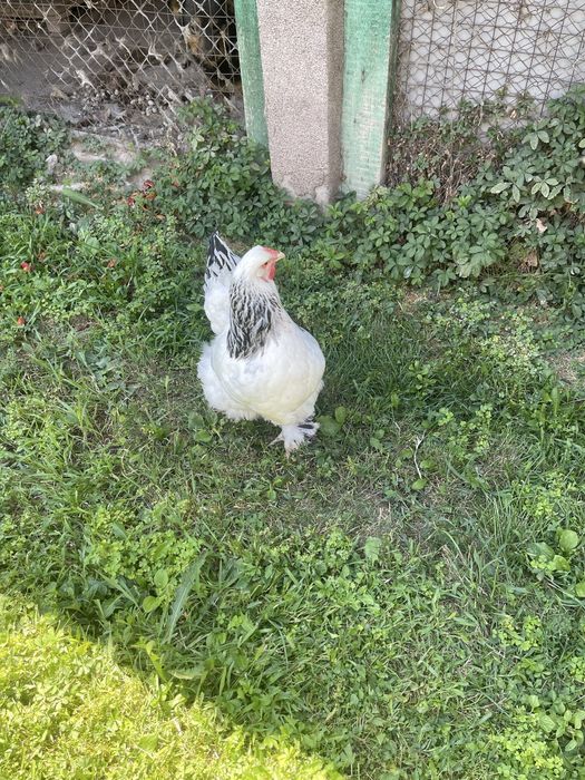 Продам кур поробы Брама .