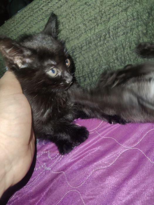 Отдам котят 2 месяца