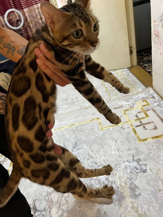 Bengal mushu sotiladi