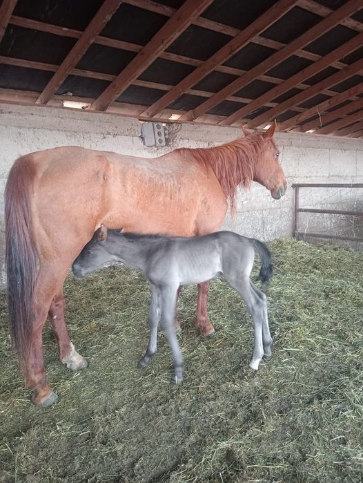 Құлынды бие сатылады