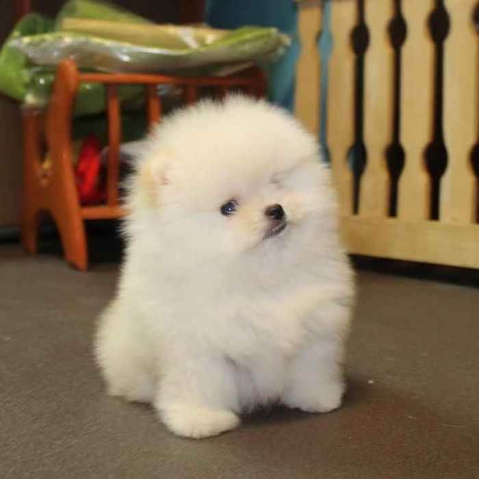 Pomeranian modelul Ursulet, Părinți cu Pedigree, Pasaport