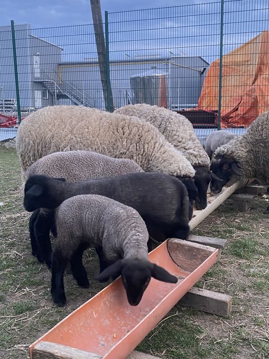 Vand oi cu miei Suffolk