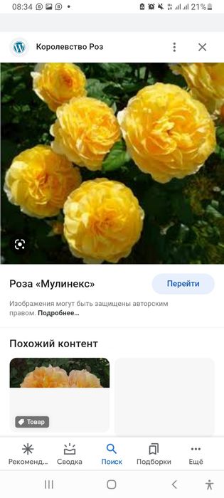Английская роза Саженцы