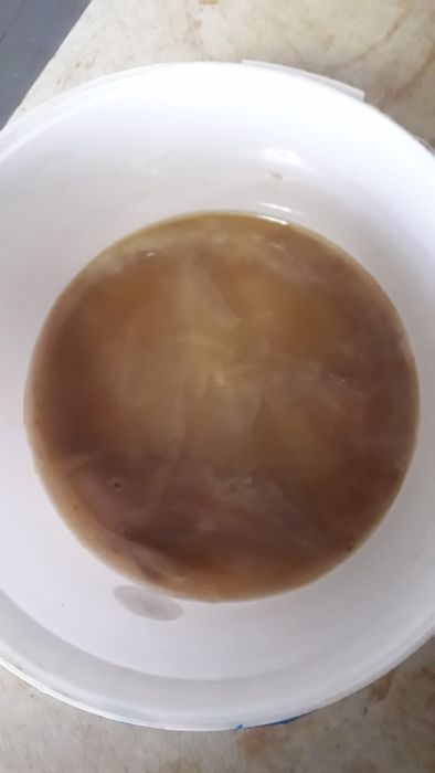 Продам    не дорого     чайный    гриб