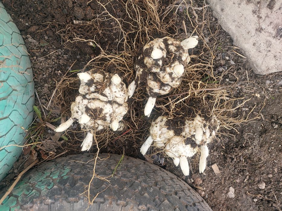 Луковицы лилии,черенки хризантемы.