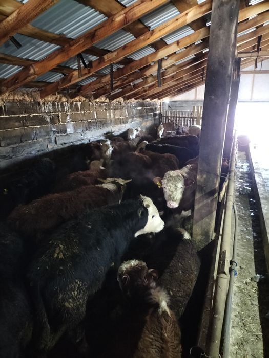 Бычки акбас ангус