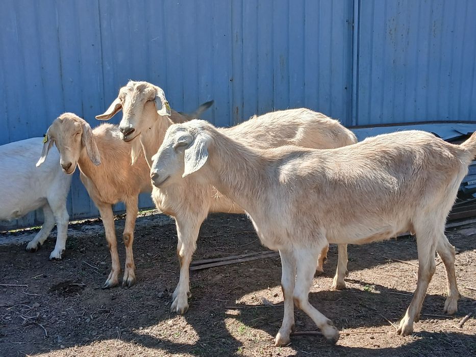 Ағылшын-нуб пайыздық ешкілер