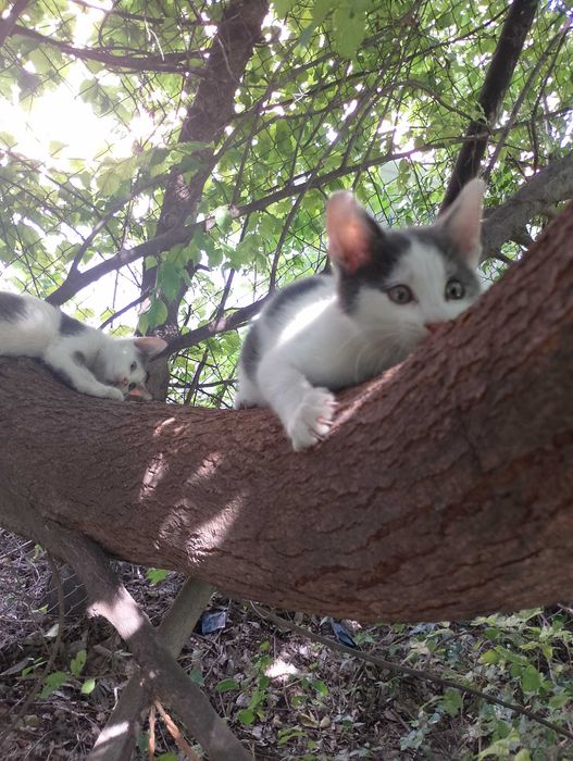 Подарявам малки котета