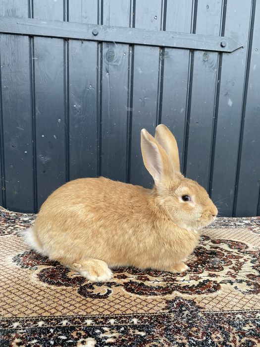 Vând 2 masculi și o femală UG galben