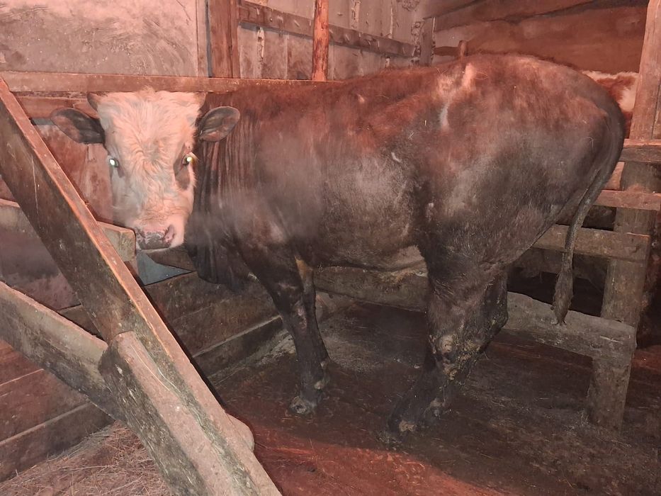 Продам годовалого быка находится в городе Семей