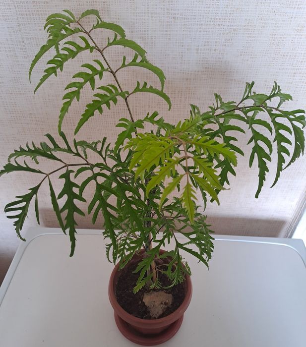 Продам комнатное цветы  ухоженные,